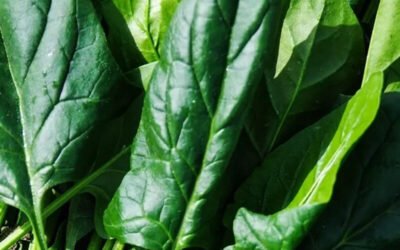 Kanapki ze&nbsp;szpinakiem